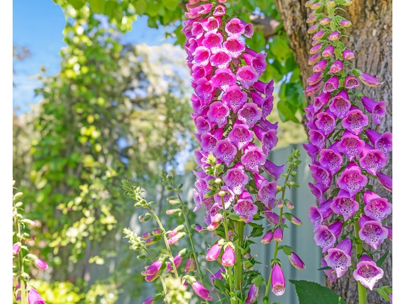 19 Simms Street, Moama NSW 2731