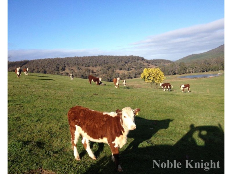 654 Blue Range Road, Mansfield VIC 3722