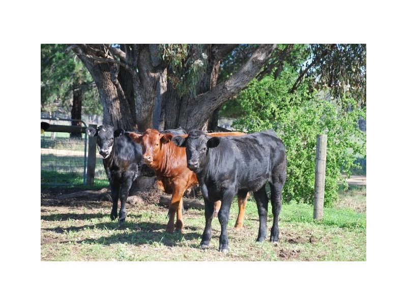 Drumanure Road, Invergordon VIC 3636