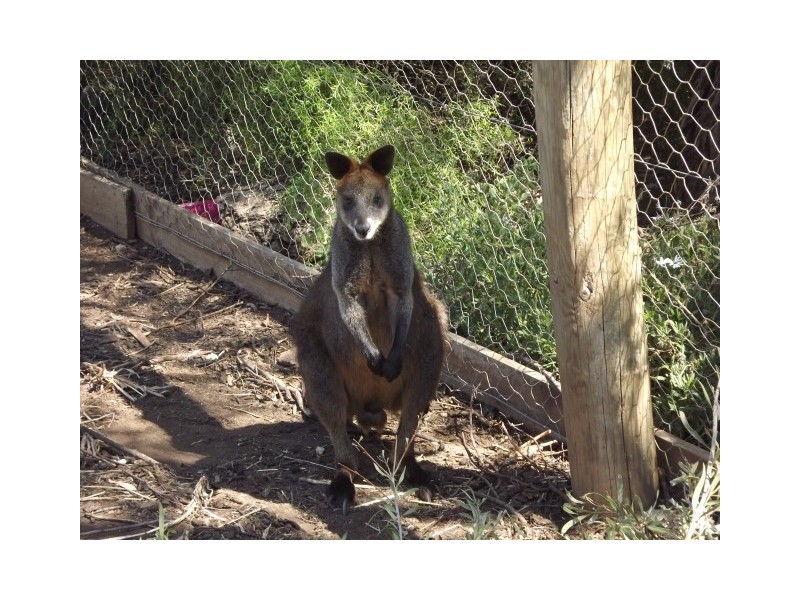 813 Fuzzard Road, Waaia VIC 3637