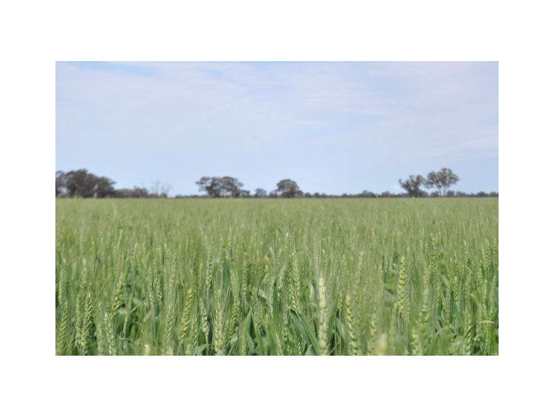 4067 Shepparton-Barmah Road, Kaarimba VIC 3635