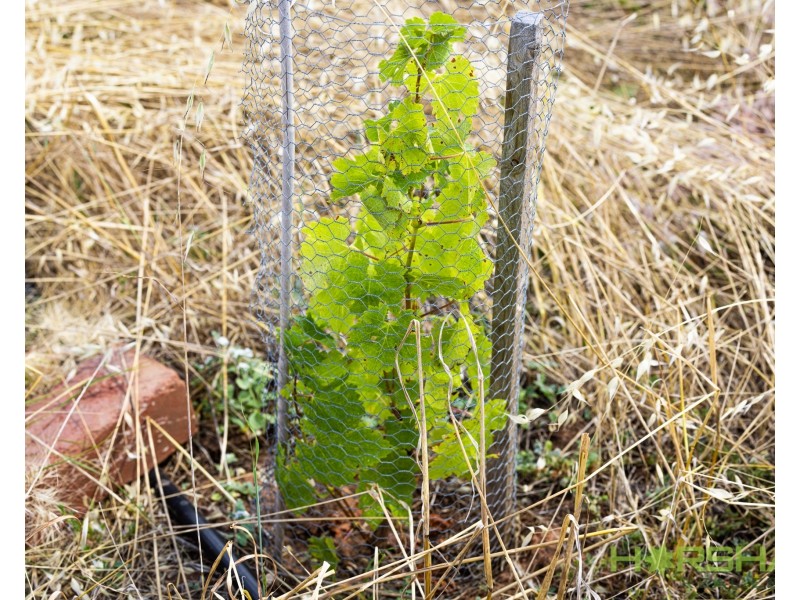 3861 Nhill-Jeparit Road, Jeparit VIC 3423