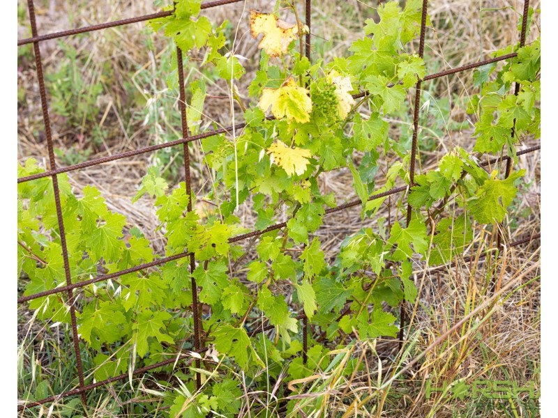 3861 Nhill-Jeparit Road, Jeparit VIC 3423