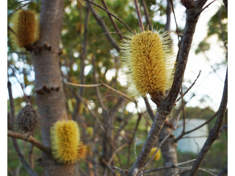 6 John McPhees Drive, Toolondo VIC 3401