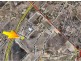 2/28 Da Vinci Way, Forrestdale WA 6112