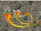 8 Silvertop Terrace, Willetton WA 6155