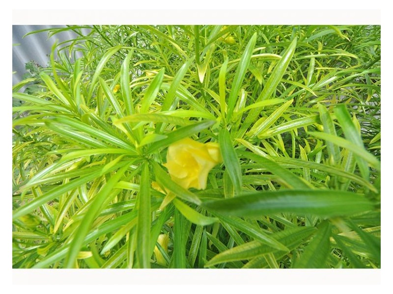 31A Lee Ave, Hilton WA 6163