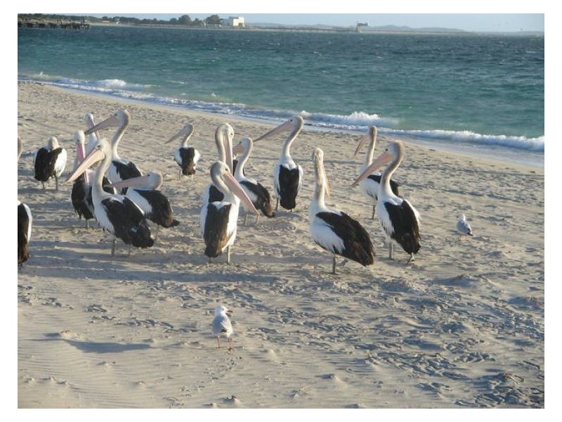 2 King, Coogee WA 6166