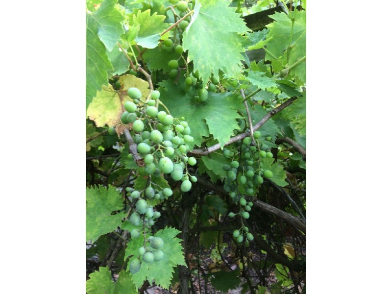 45 Radovick Street, Korumburra VIC 3950