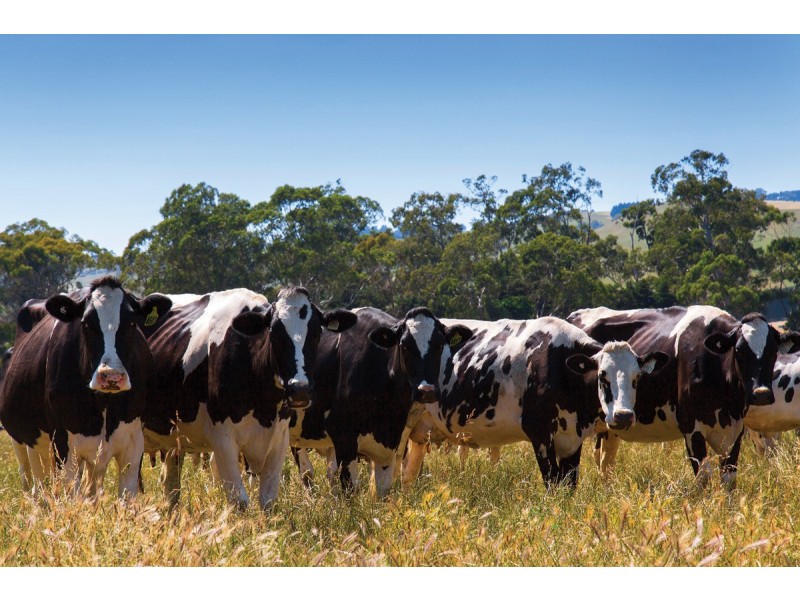 120 Backman’s Road Boorool, Leongatha VIC 3953