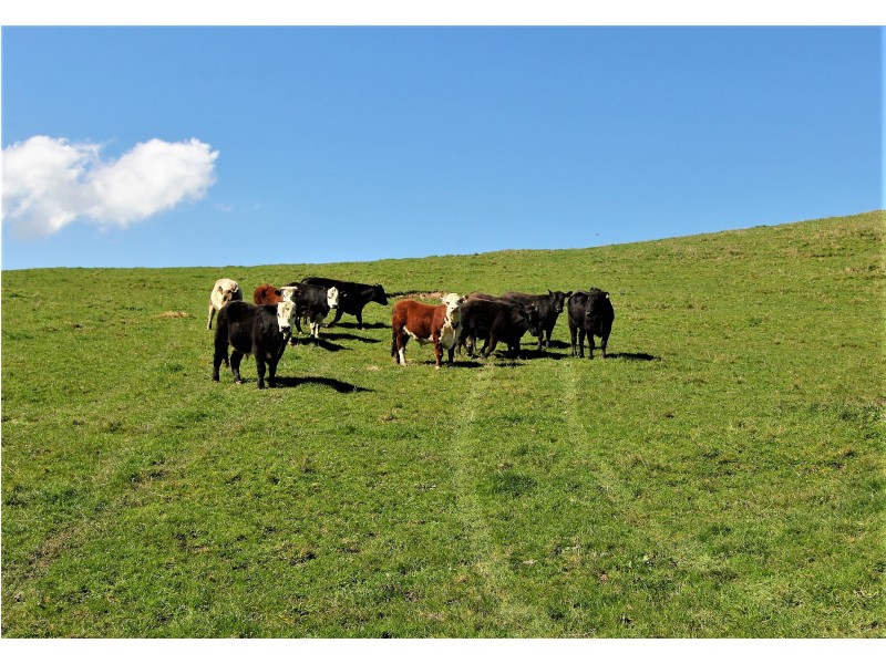 2905 Drouin-Korumburra Road, Poowong VIC 3988