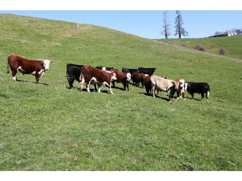 2905 Drouin-Korumburra Road, Poowong VIC 3988