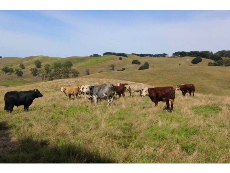 250 Buchanans Road, Bena VIC 3946