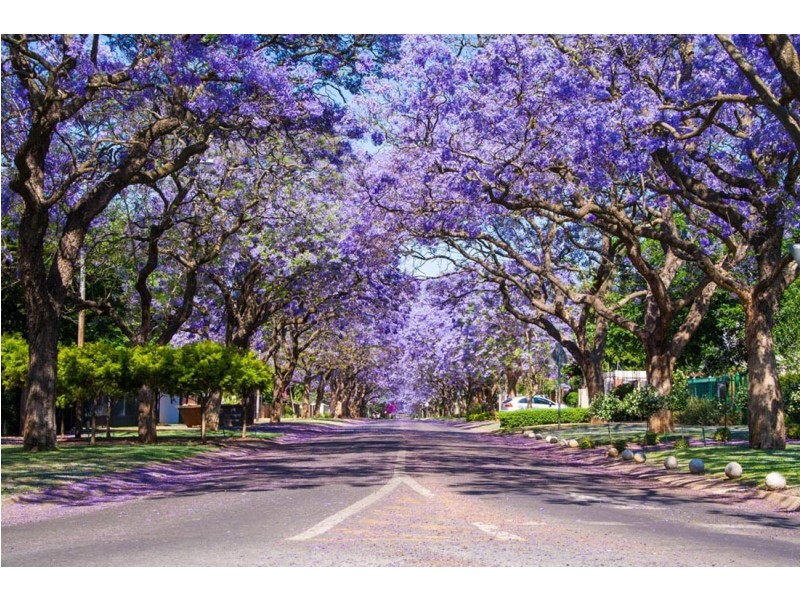 39 Alness Street, Applecross WA 6153