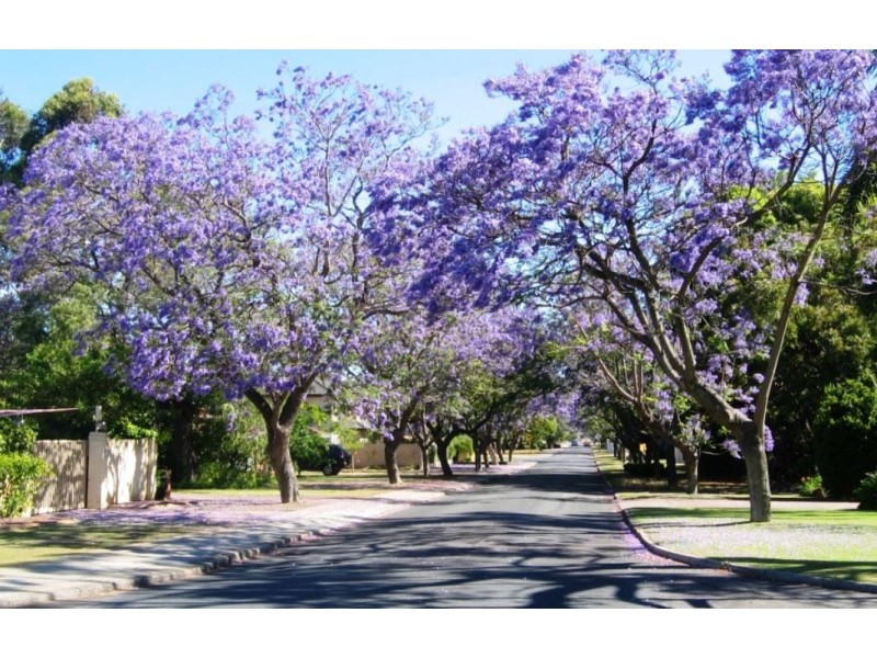 7 Third Avenue, Applecross WA 6153