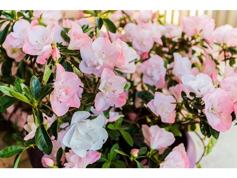 3/10 Lawrence Street, Como WA 6152