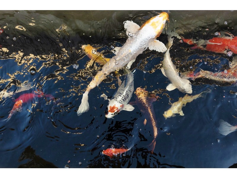 3 Chingford Way, Butler WA 6036