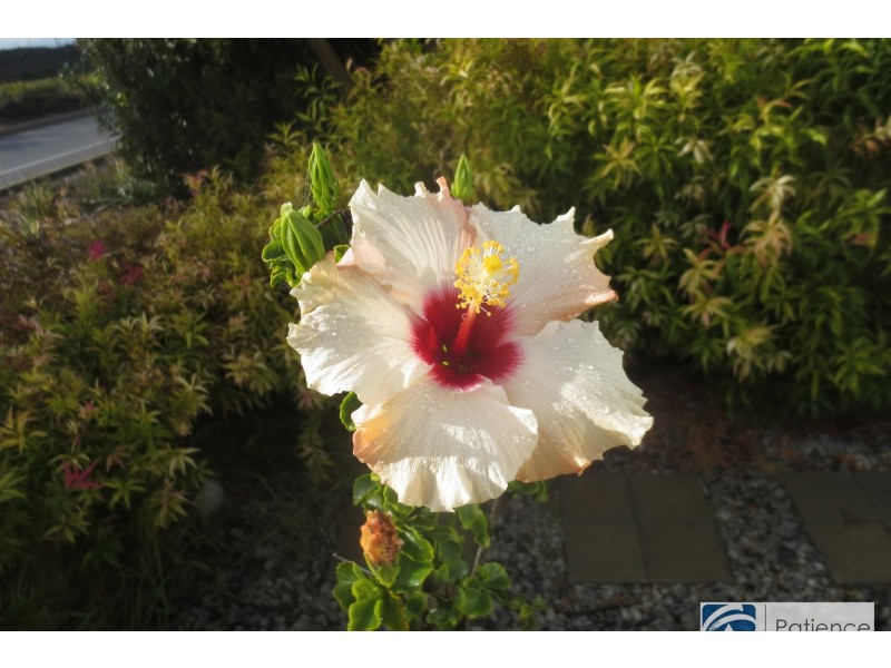 217 Camborne Parkway, Butler WA 6036