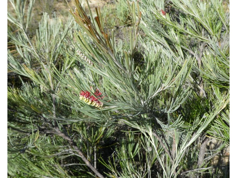 Lot 3,  Marnigarup South Road, Gairdner WA 6337