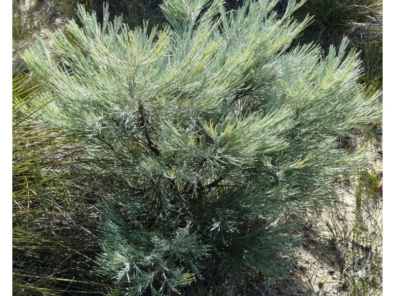 Lot 3,  Marnigarup South Road, Gairdner WA 6337