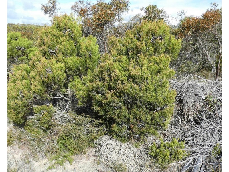 Lot 3,  Marnigarup South Road, Gairdner WA 6337