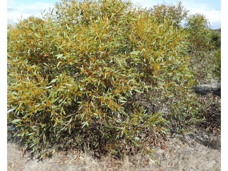 Lot 3,  Marnigarup South Road, Gairdner WA 6337