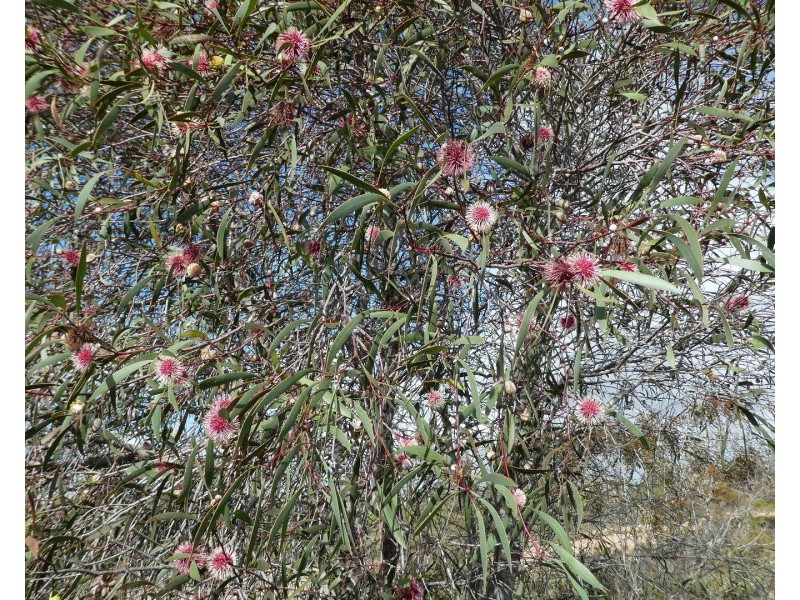 Lot 3,  Marnigarup South Road, Gairdner WA 6337