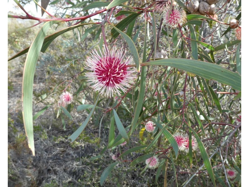 Lot 3,  Marnigarup South Road, Gairdner WA 6337