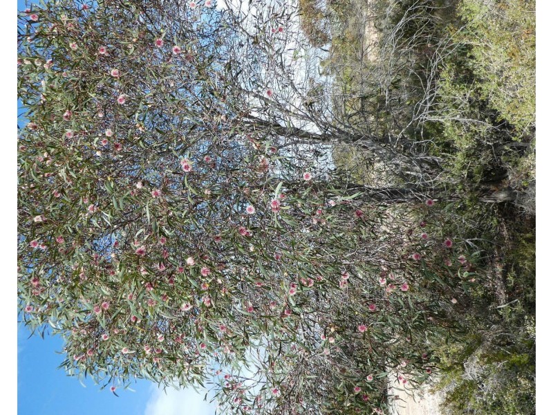 Lot 3,  Marnigarup South Road, Gairdner WA 6337