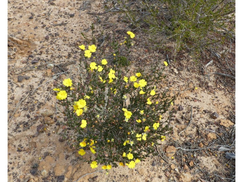 Lot 3,  Marnigarup South Road, Gairdner WA 6337