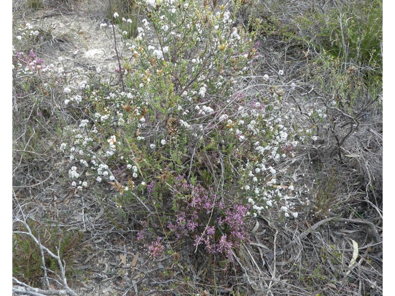 Lot 3,  Marnigarup South Road, Gairdner WA 6337