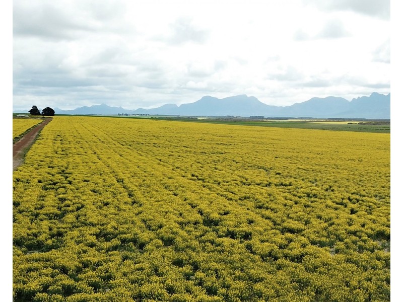 828 Gnowellen Road, Wellstead WA 6328