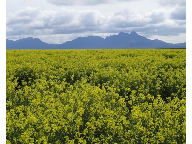 828 Gnowellen Road, Wellstead WA 6328