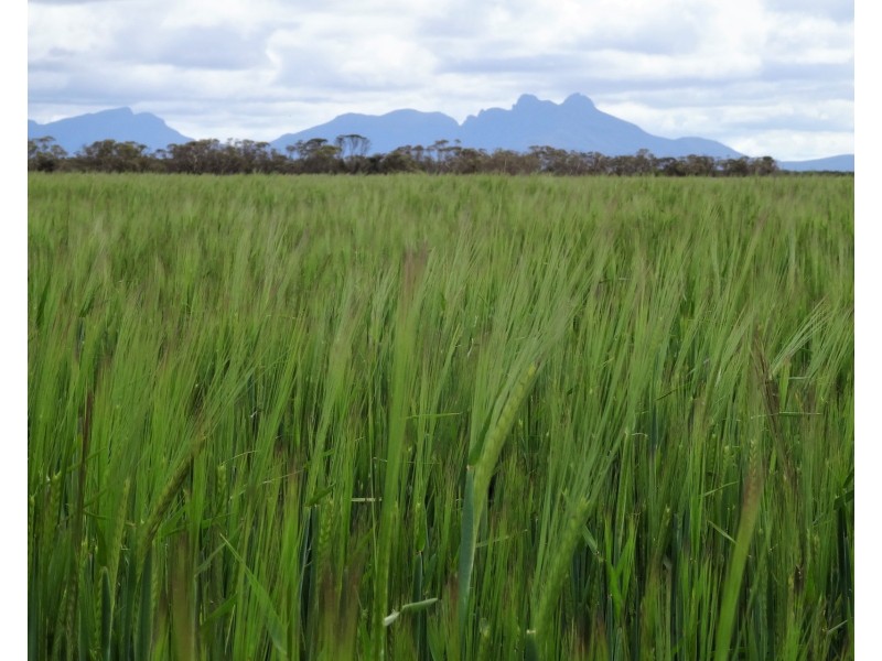 828 Gnowellen Road, Wellstead WA 6328