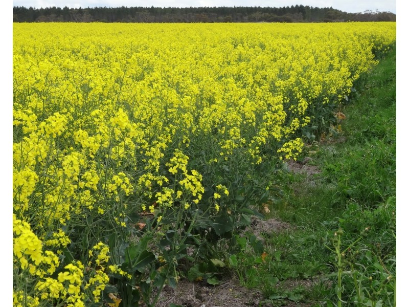 828 Gnowellen Road, Wellstead WA 6328