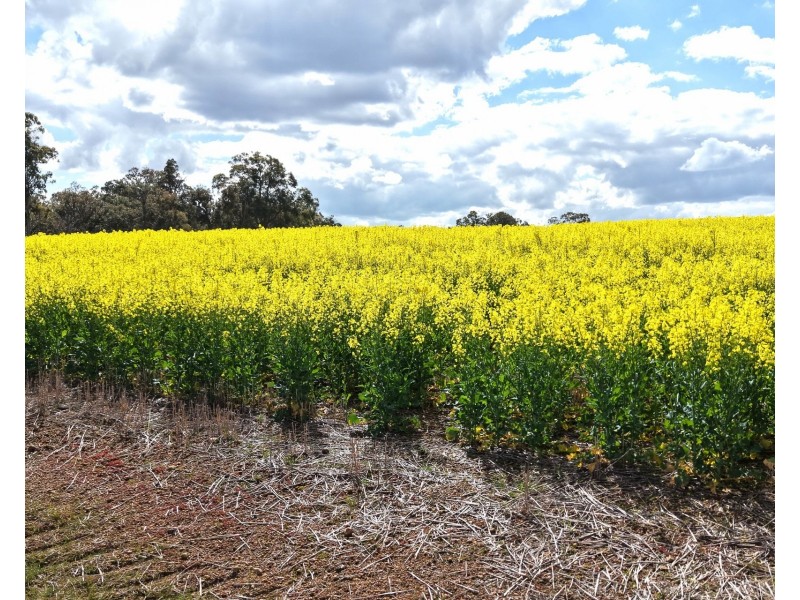 171 Kwornicup Road, Forest Hill WA 6324