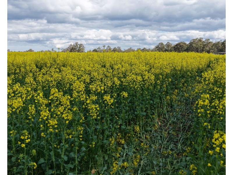 171 Kwornicup Road, Forest Hill WA 6324