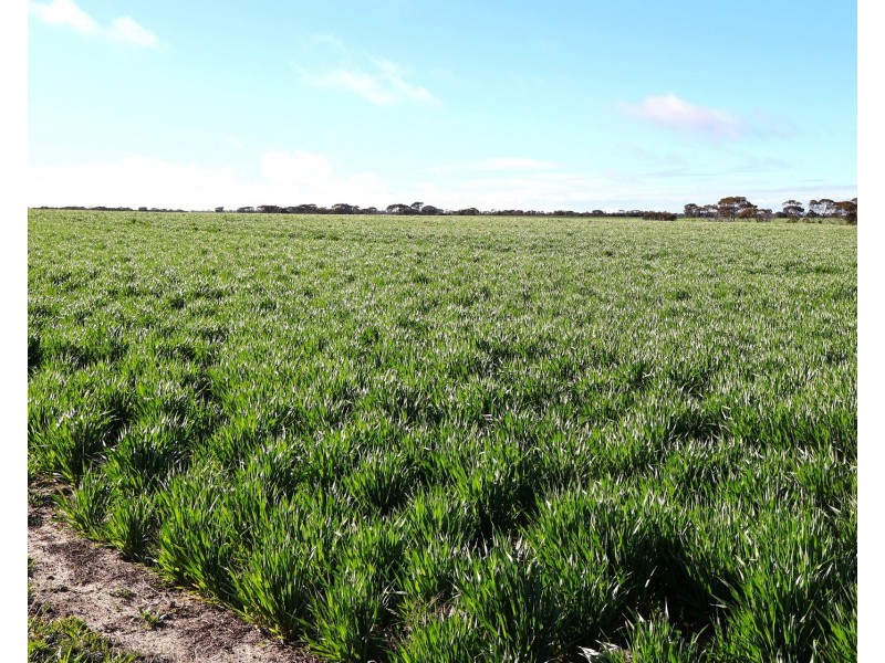 1994 Mallee Road, West Fitzgerald WA 6337