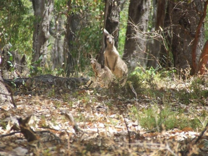 Lot 104 Ferguson Road, Dardanup WA 6236