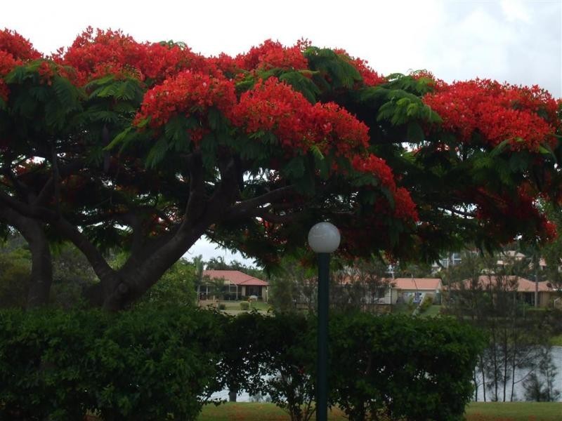 17/22 Barbet Place,, Burleigh Heads QLD 4220