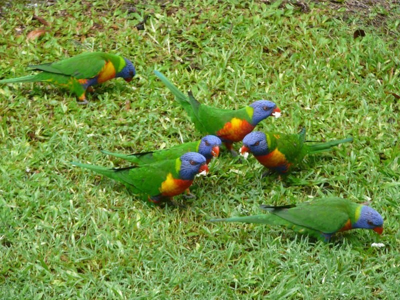 49/31 Langport Parade, Mudgeeraba QLD 4213