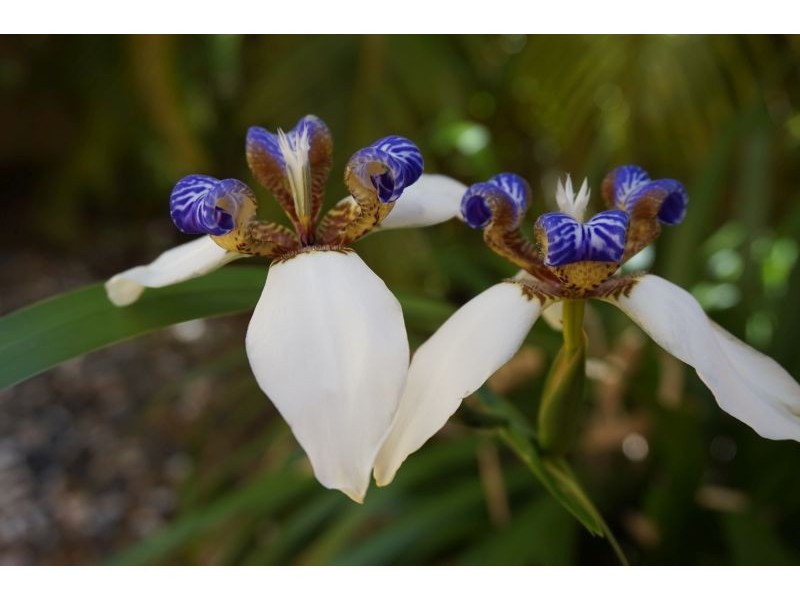 Spring Hill QLD 4000