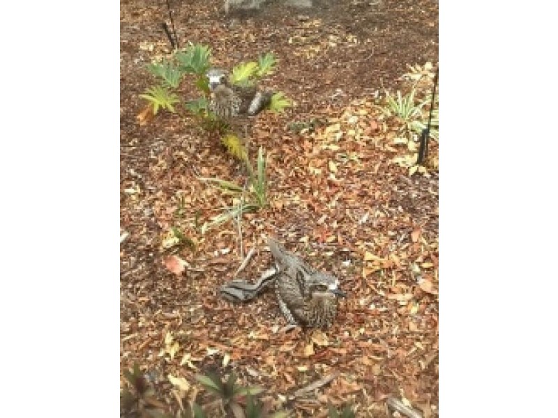 043/333 Colburn Ave., Victoria Point QLD 4165