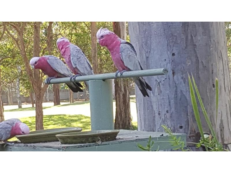 Tweed Heads NSW 2485