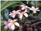 Fitzgibbon QLD 4018