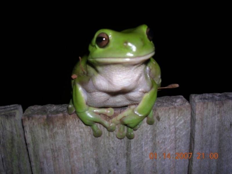 34 Albicore Street, Mermaid Waters QLD 4218