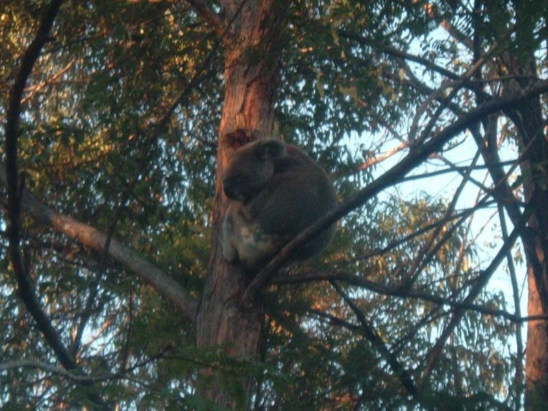 31 Simpsons Rd, Elanora QLD 4221