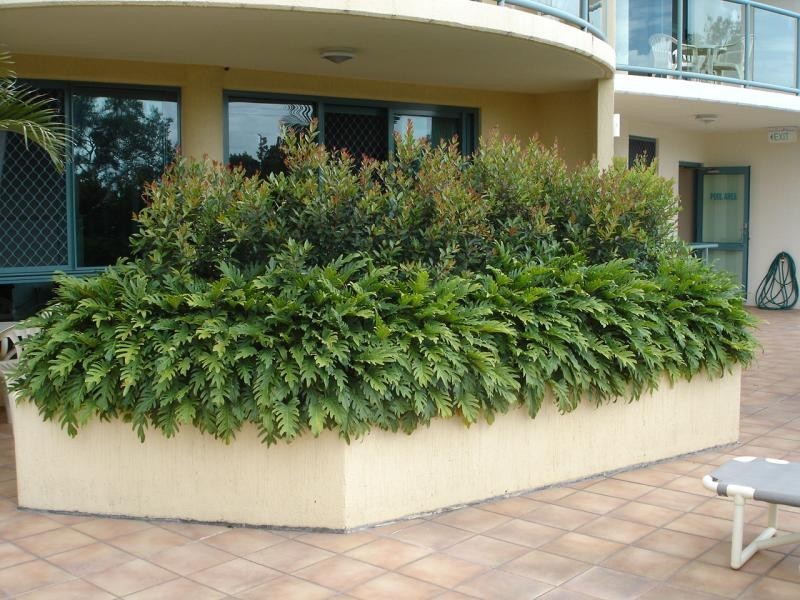 15/31 Cotton Tree Parade, Maroochydore QLD 4558