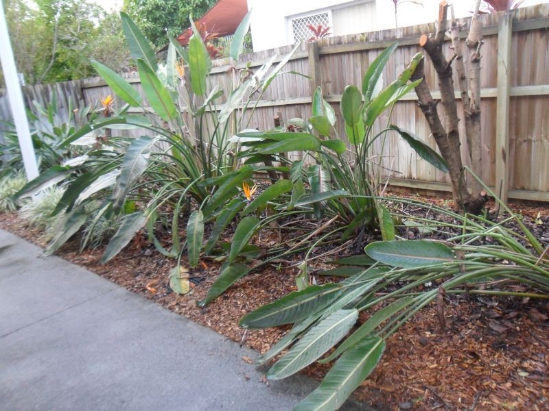 83 Dibar Street, Wynnum QLD 4178