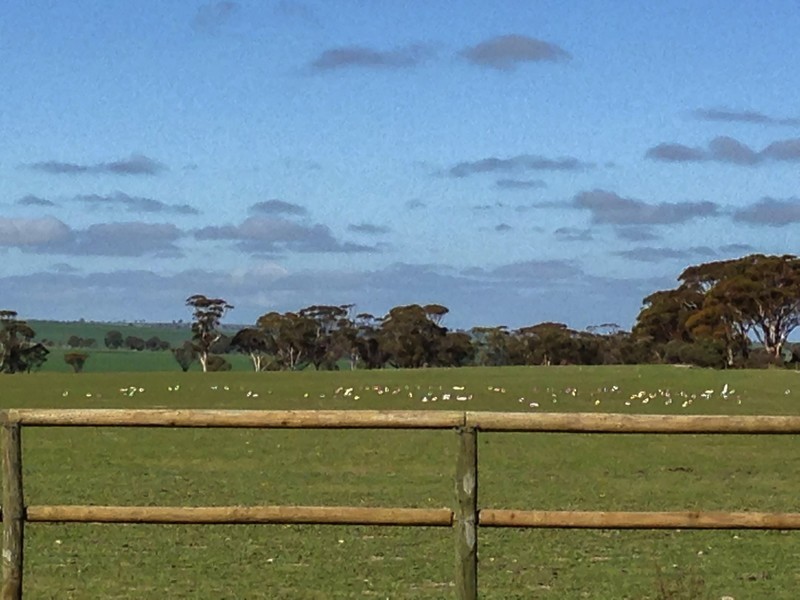 Lot 60 Calingiri-Goomalling Road, Karranadgin WA 6460